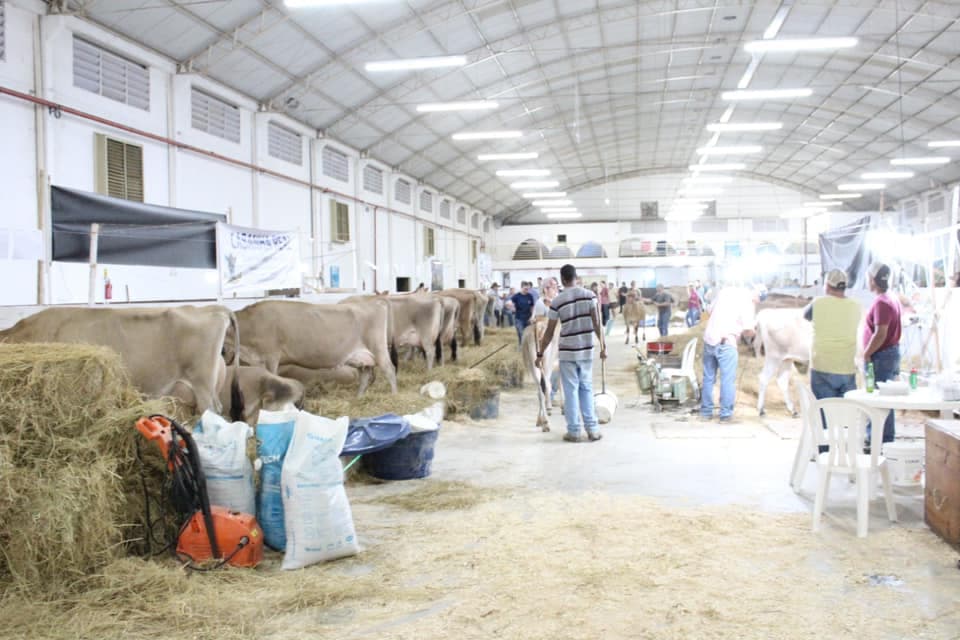 Primeira feira de Gado Jersey de Santa Catarina ocorre em Braço do Norte