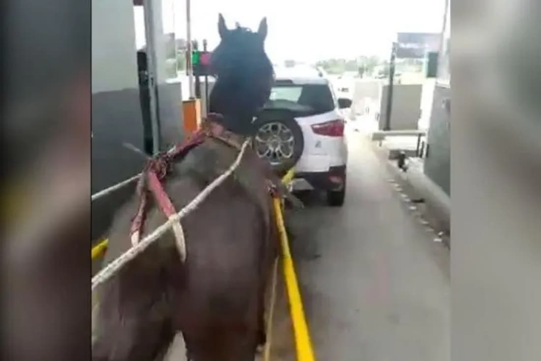 Confusão é gerada após carroça furar pedágio na BR-101