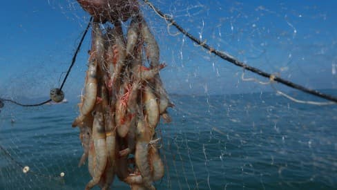 Pesca do camarão é liberada nas lagoas do sul de Santa Catarina
