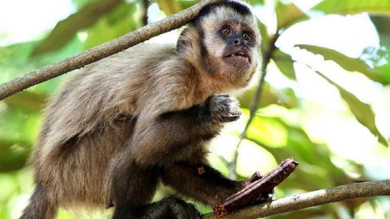 Morte de macaco em Pedras Grandes foi em decorrência do vírus da febre amarela