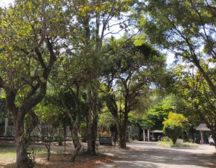 Mais de 57 mil mudas são distribuídas pelo horto florestal de Capivari de Baixo em 2021