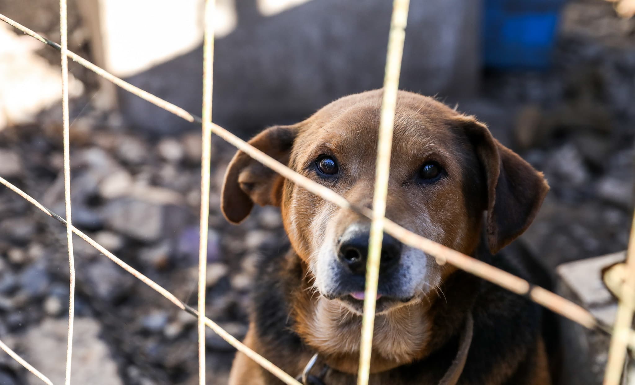 Aumenta o número de denúncias de maus-tratos contra animais em Tubarão
