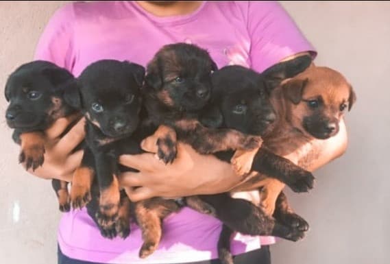 Laguna pede ajuda para acolhimento de animais de rua após atendimento veterinário