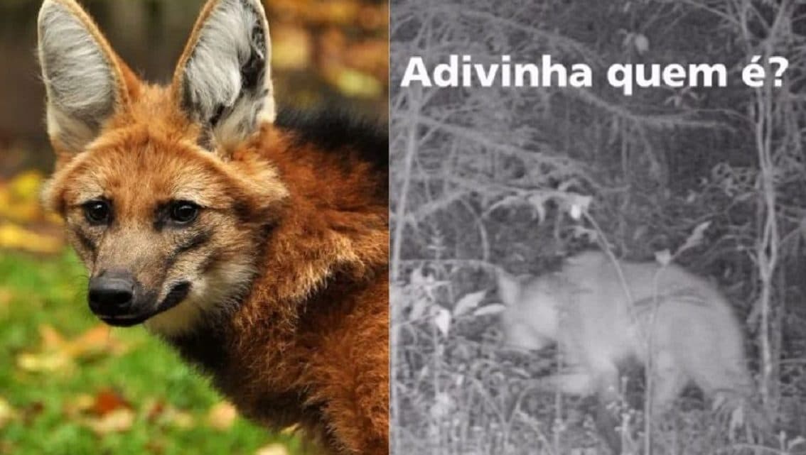 Após 77 anos, lobo-guará é visto na Serra Catarinense