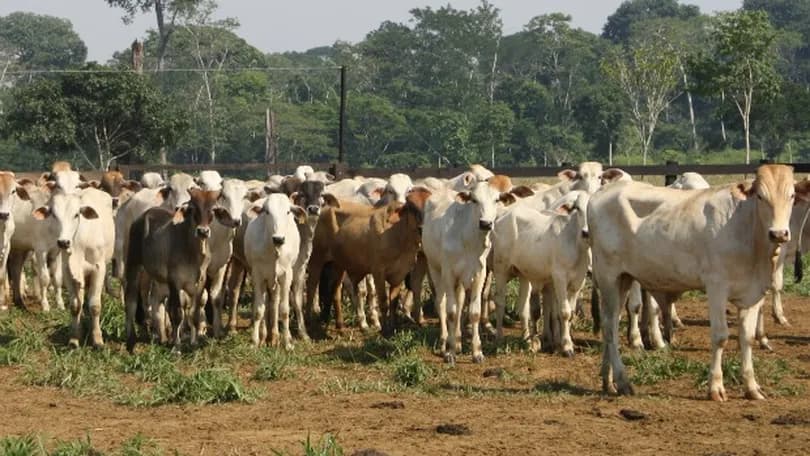 Brasil suspende exportação para China após caso de vaca louca