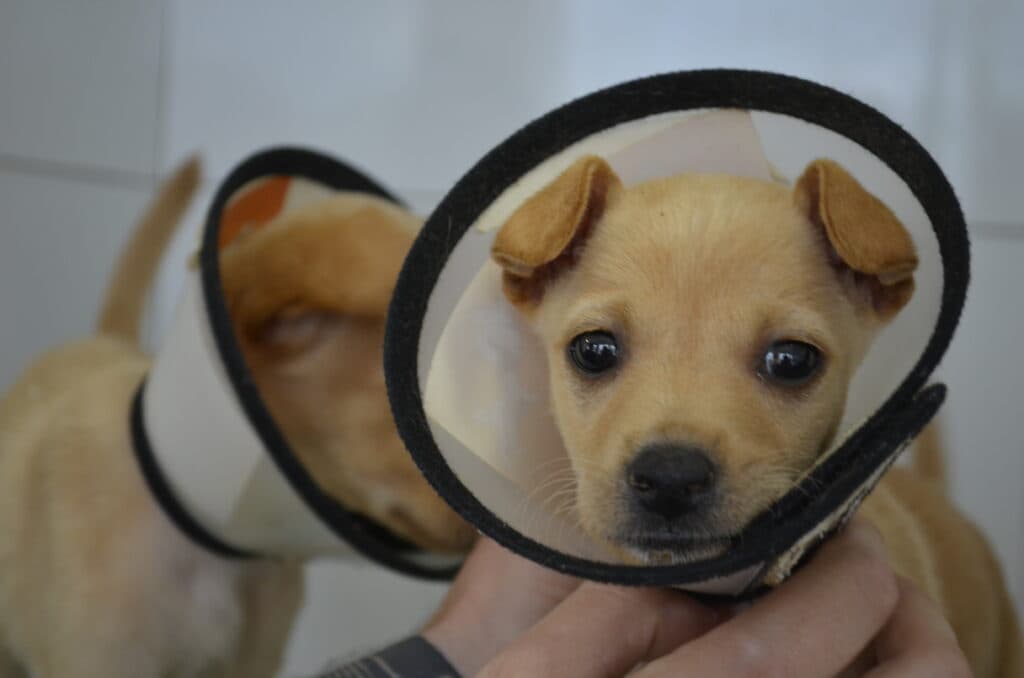 Mais de 650 atendimentos foram realizados em um ano de serviço de atendimento aos pets de Tubarão