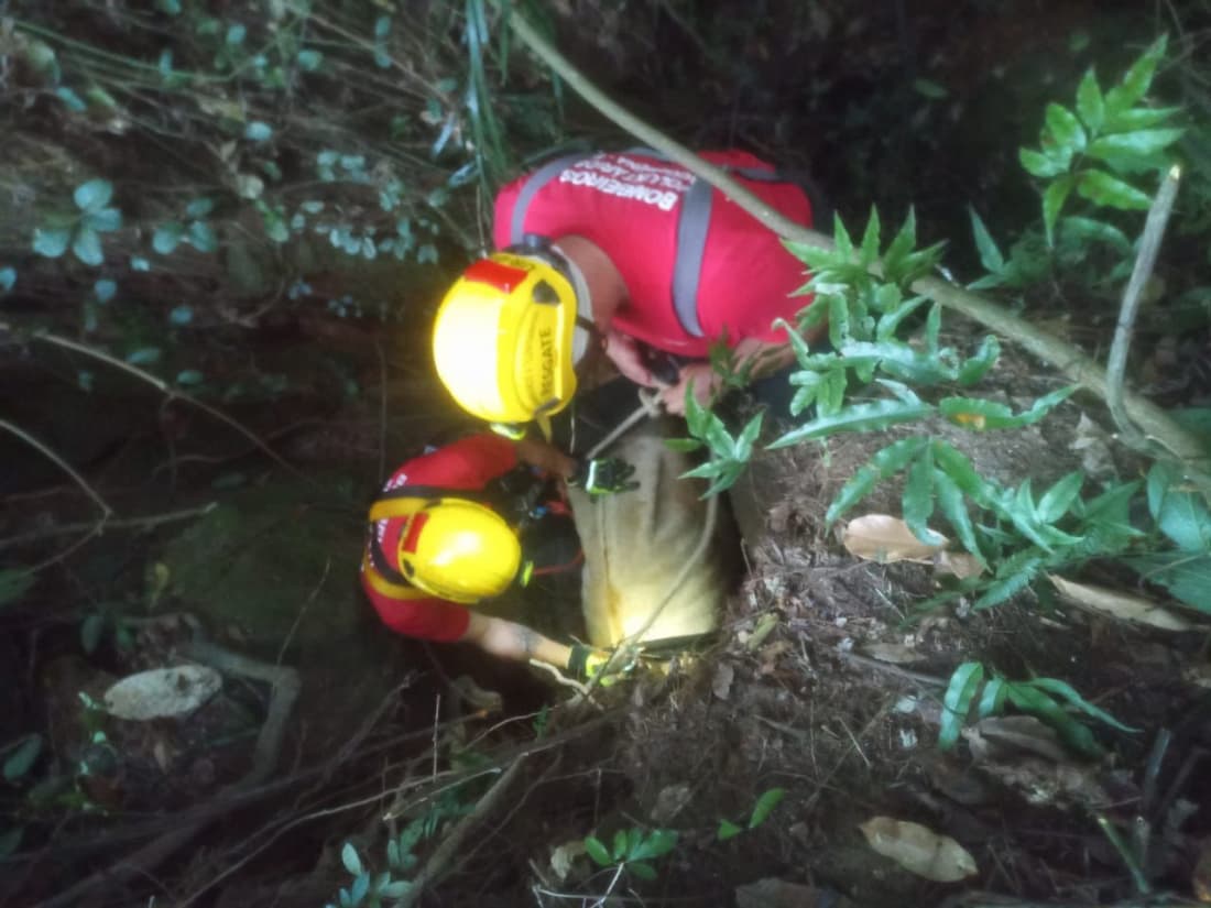 Vaca é resgatada após cair em buraco de cinco metros