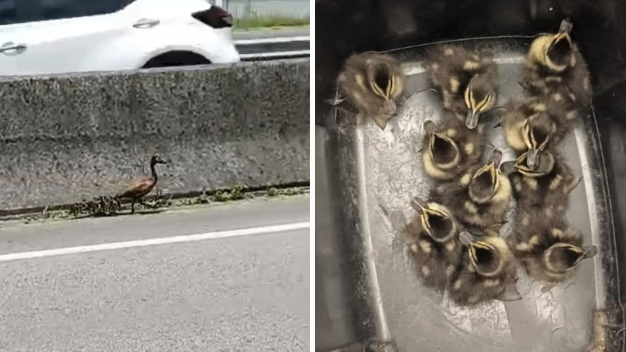 Mãe e nove filhotes de marreco são resgatados na BR-101