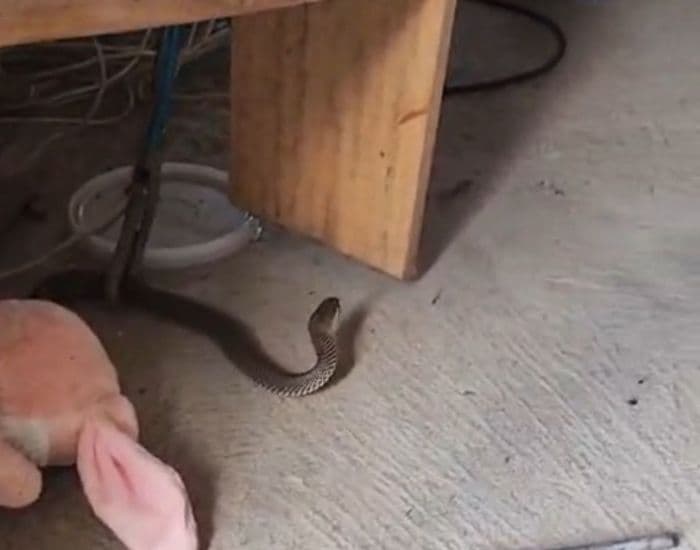 Serpente é capturada dentro de residência após ser cercada por morador