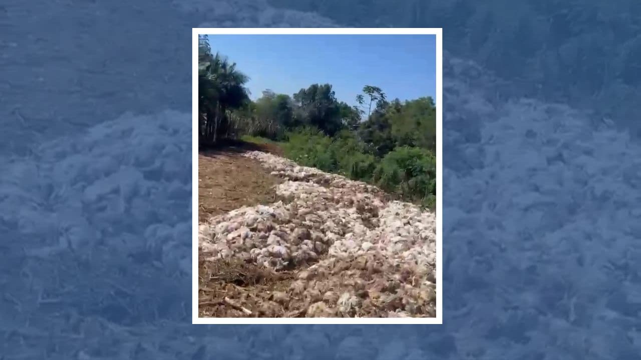 Mais de 10 mil aves morrem após falta de energia em propriedade rural