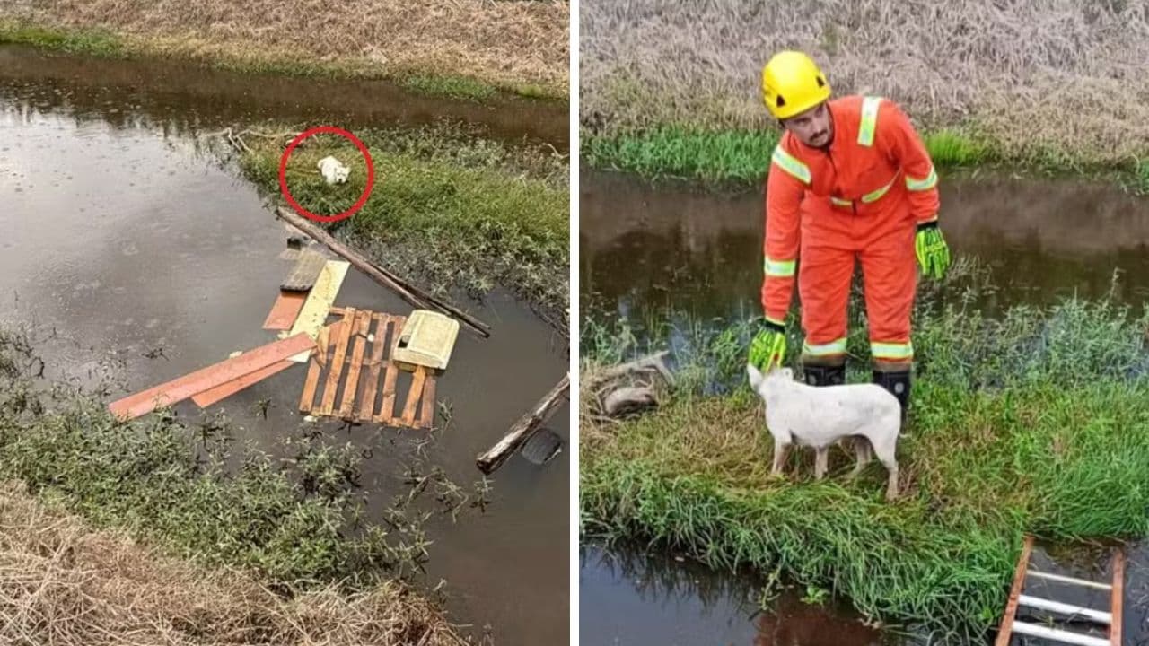 Cadela ilhada há dois dias em rio é resgatada por bombeiros