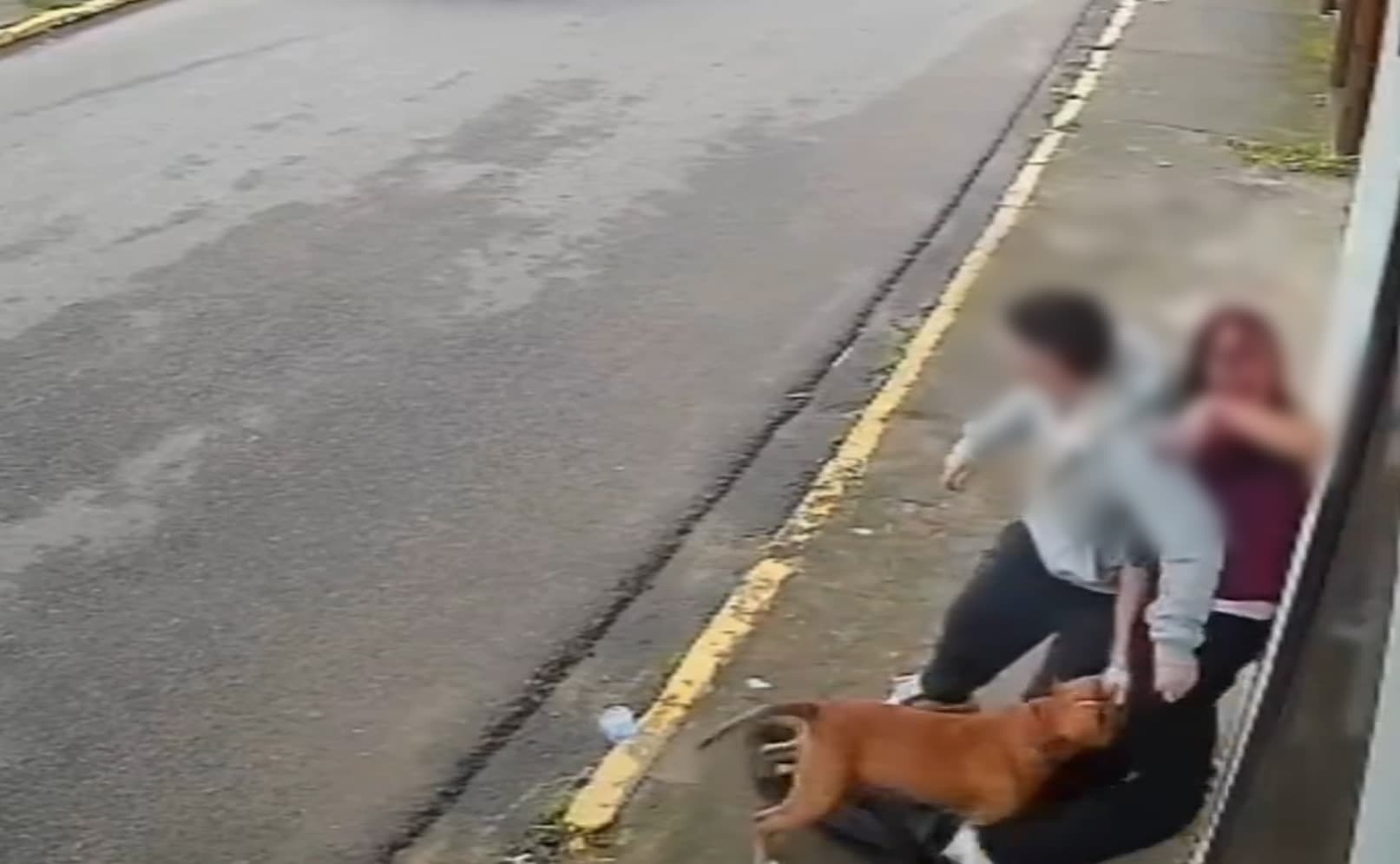 ▶️ Moradores ajudam a salvar jovem durante ataque de pitbull