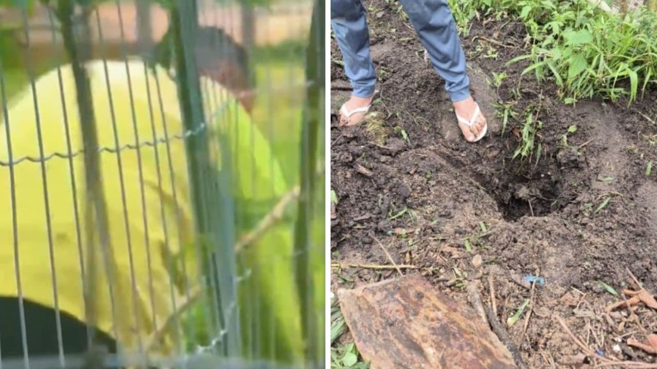 Homem é preso após cachorro ser morto a pauladas e golpes de enxada