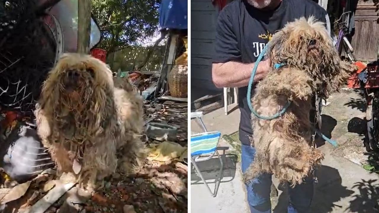 ▶️ Cachorro é resgatado amarrado, sem água e comida, nos fundos de residência
