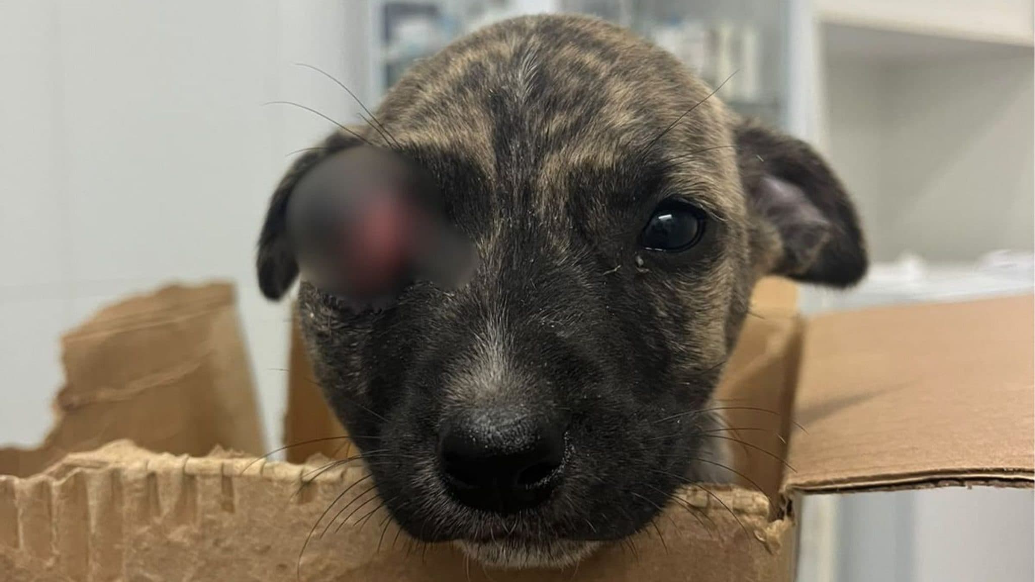 Cachorrinho de um mês é resgatado com olho para fora após suspeita de agressão